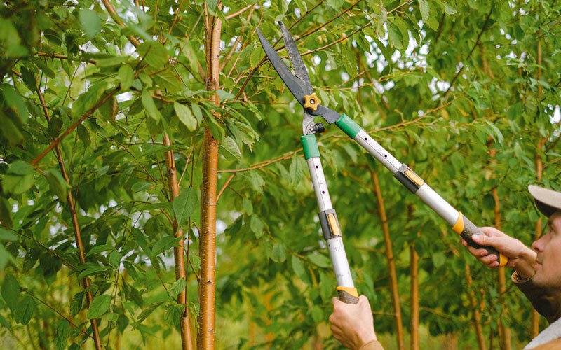 Tree trimming in Chillicothe, MO